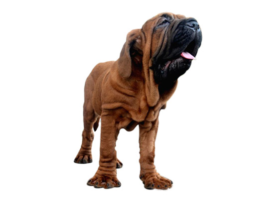 Korean Mastiff Dog Breed Information | DogExpress