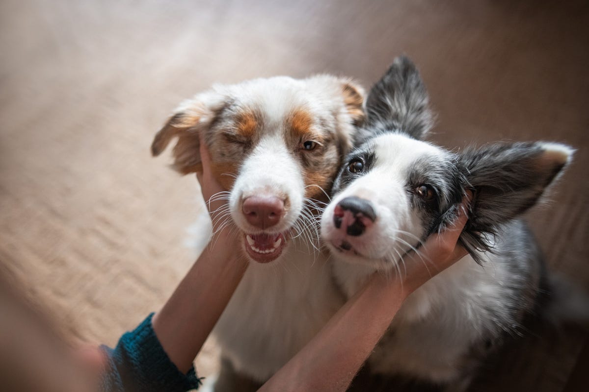 Can Dogs Really Live Longer? Exploring Anti-Aging Breakthroughs for Pets | by Dog Express | Sep, 2025 | Medium